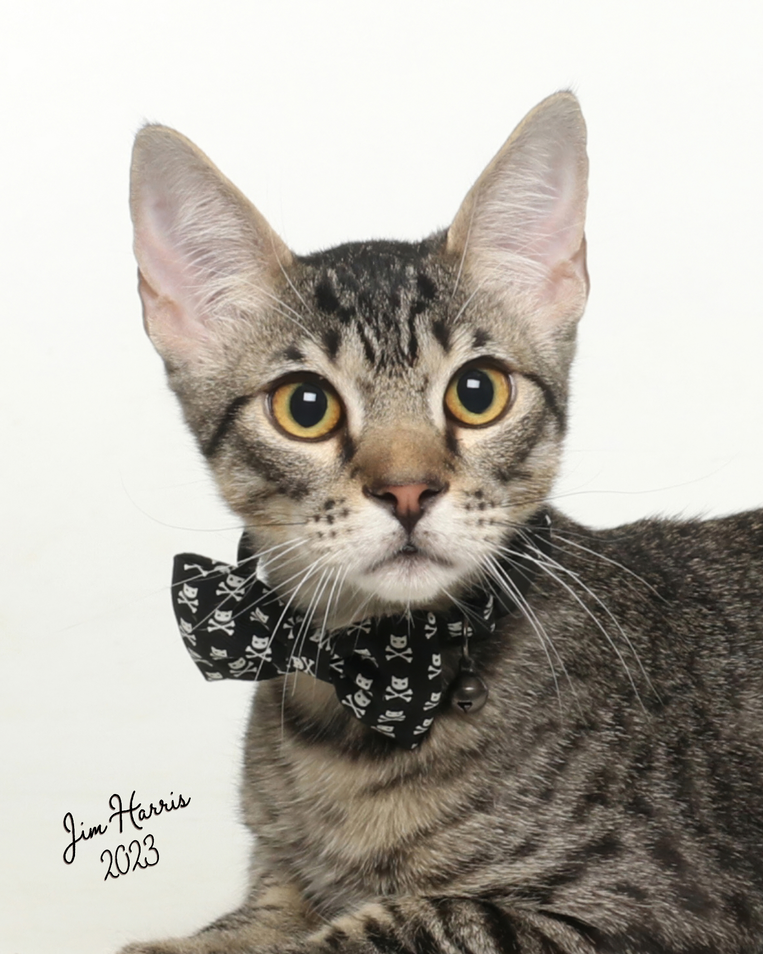 Tabby cat wearing a black bowtie during a professional pet portrait session.
