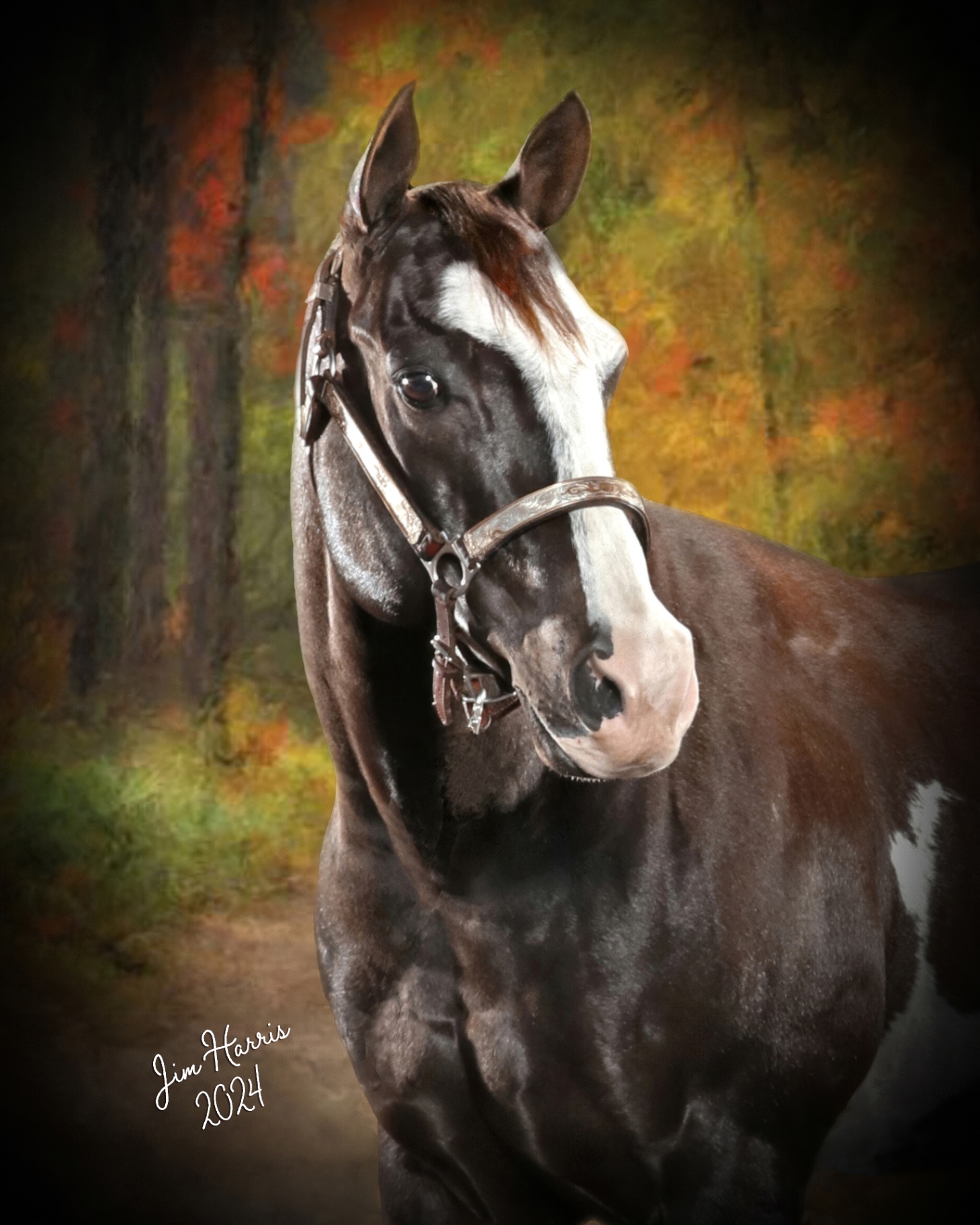 Jim Harris studio portrait of a black-and-white paint horse against a warm autumn forest backdrop