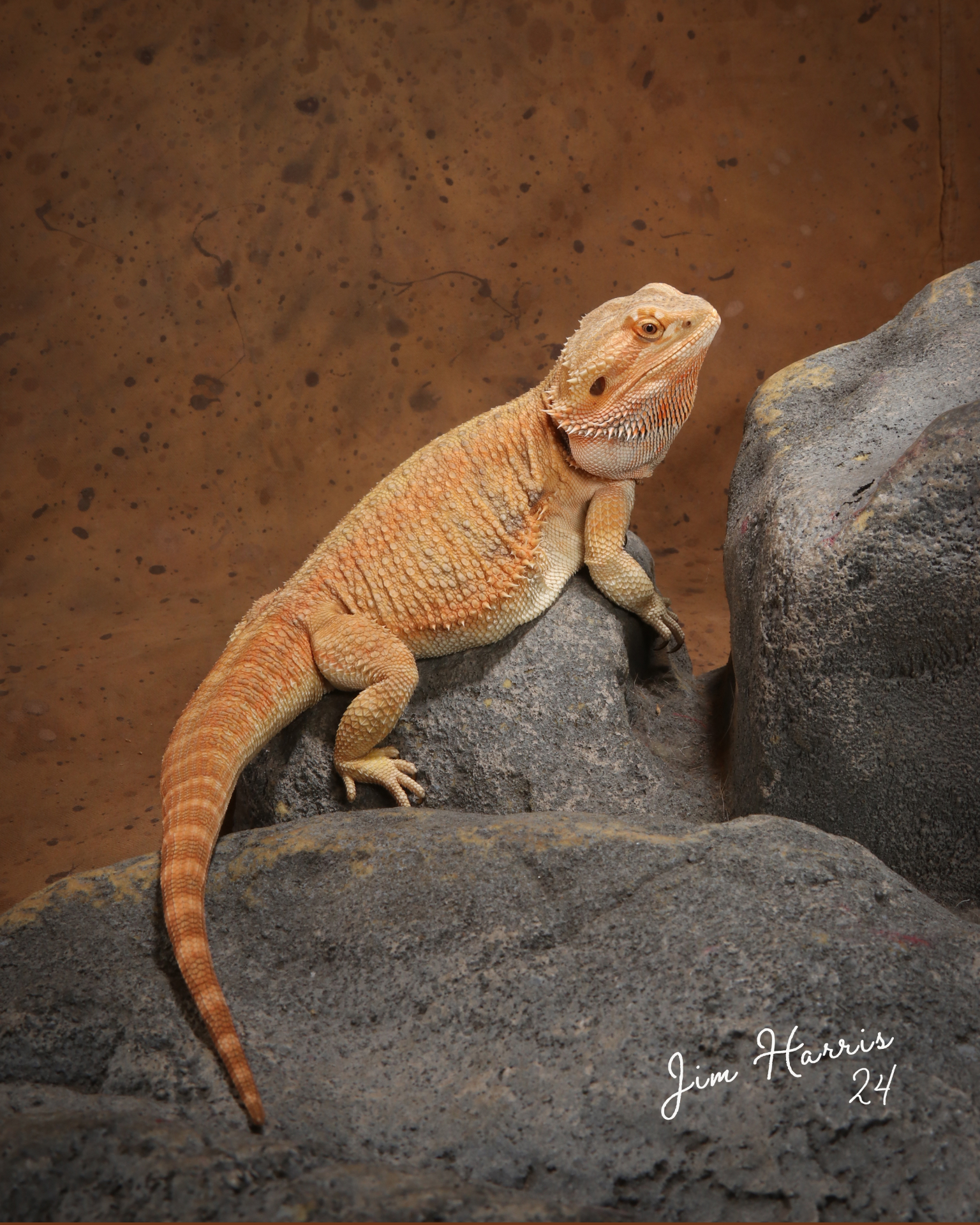 Jim Harris portrait of an orange bearded dragon perched on volcanic rocks