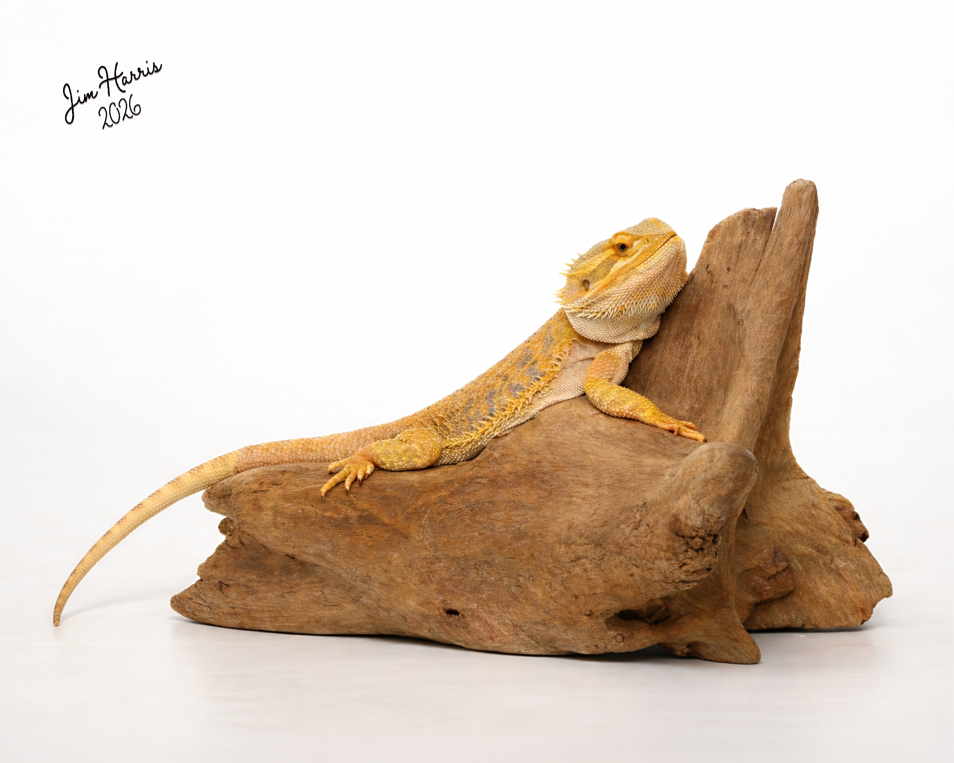 Bearded dragon studio portrait on driftwood