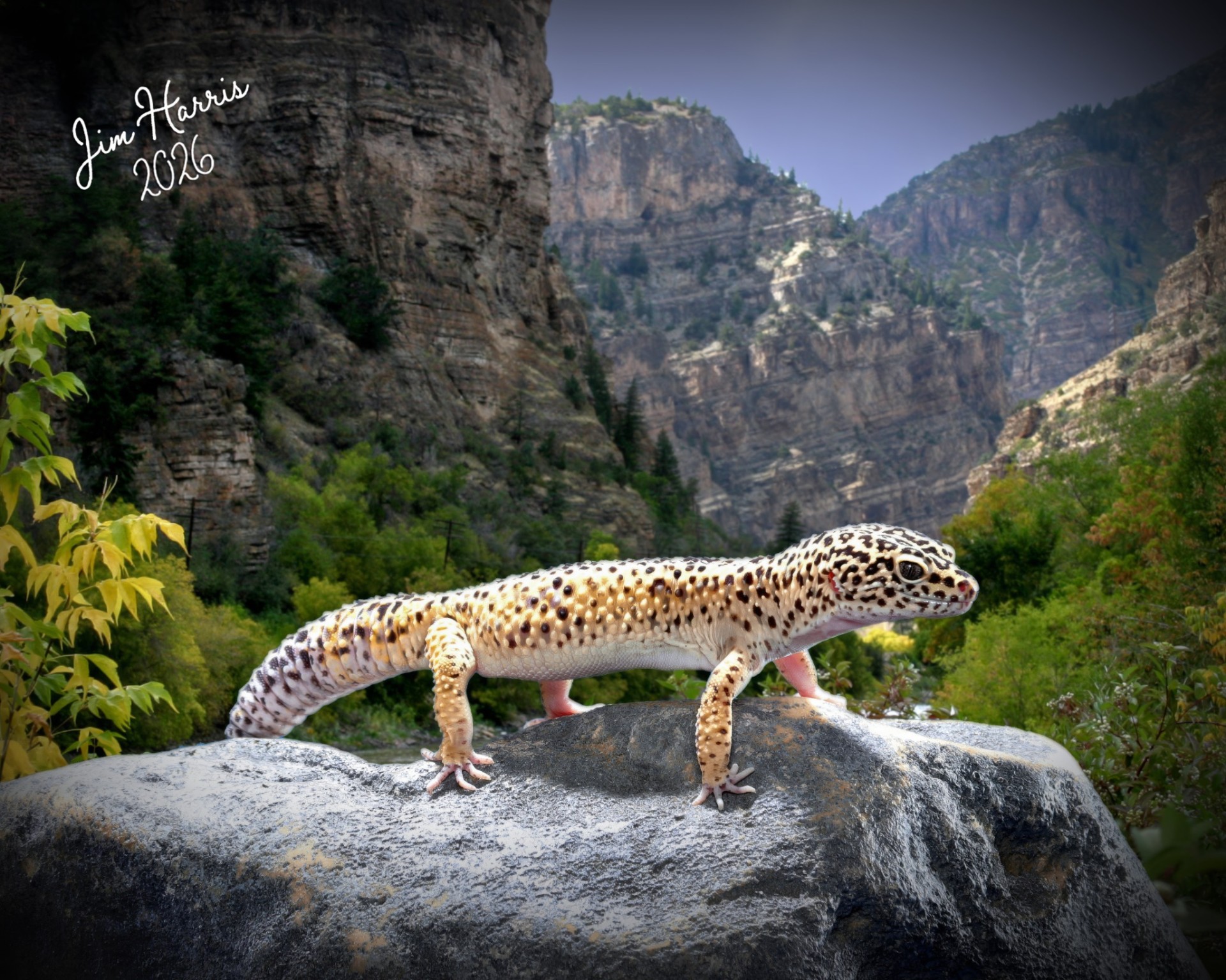 Leopard gecko posed on a river rock with a dramatic canyon backdrop