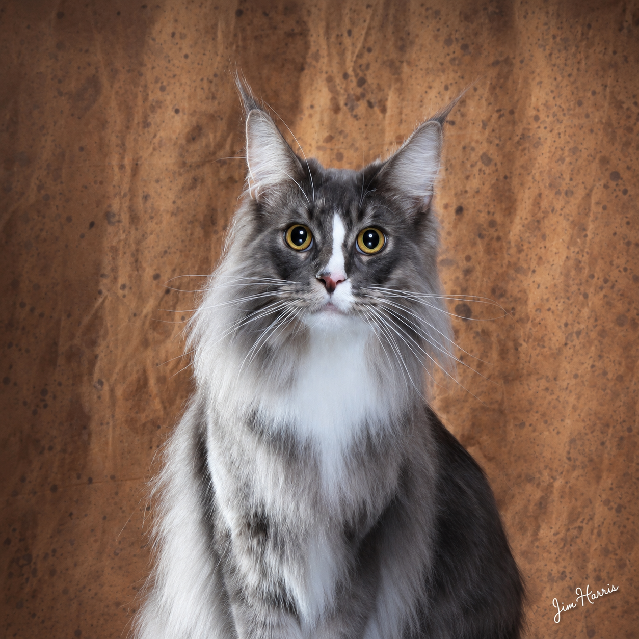 Silver tabby Maine Coon portrait on a warm copper-toned backdrop