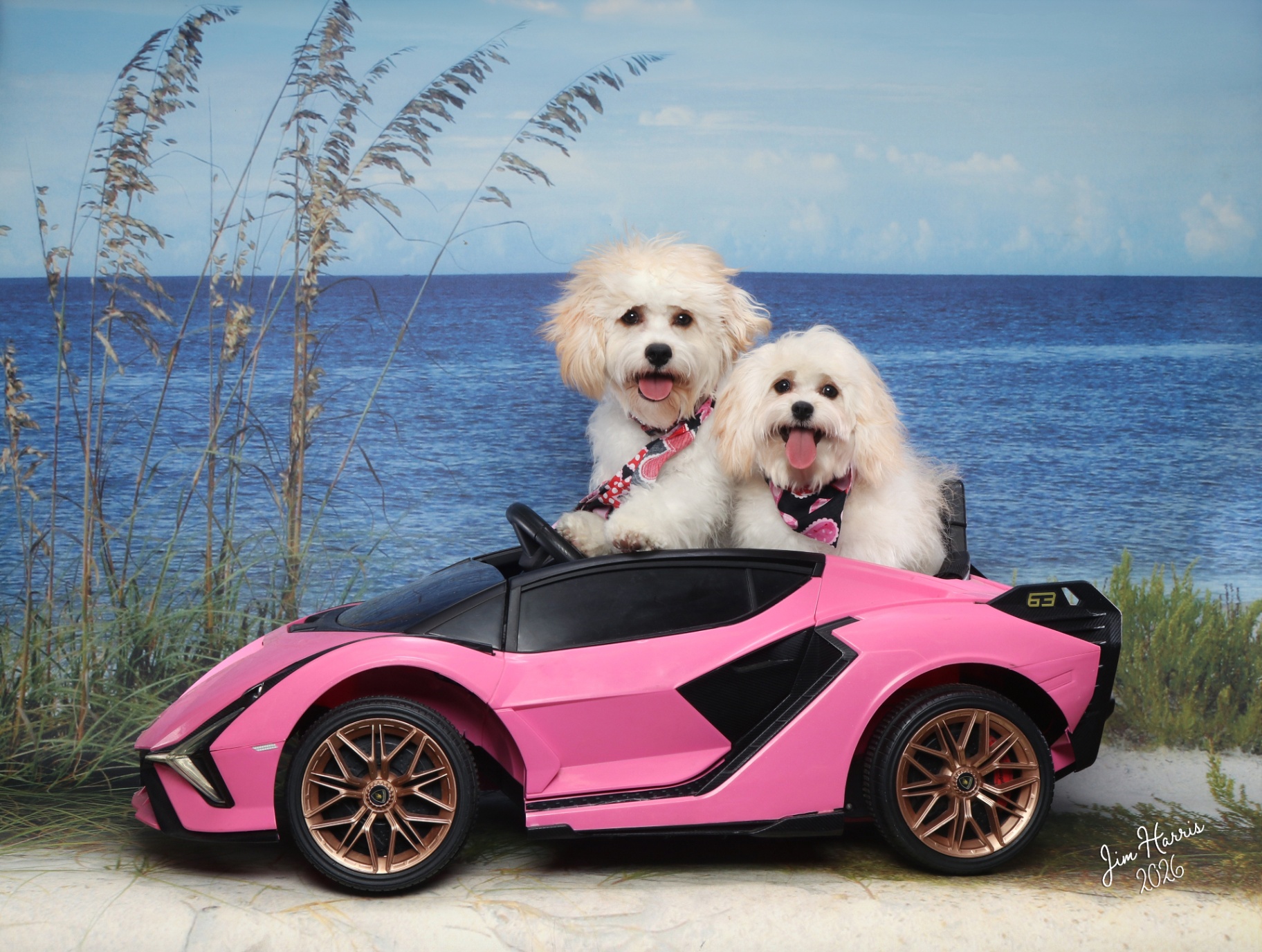 Two white fluffy puppies in a pink toy Lamborghini on a beach set