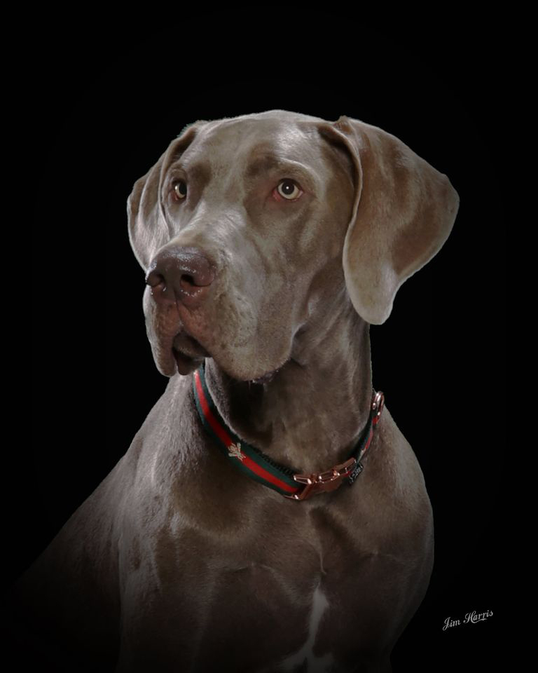 Weimaraner studio portrait with a green-and-red collar on a black background