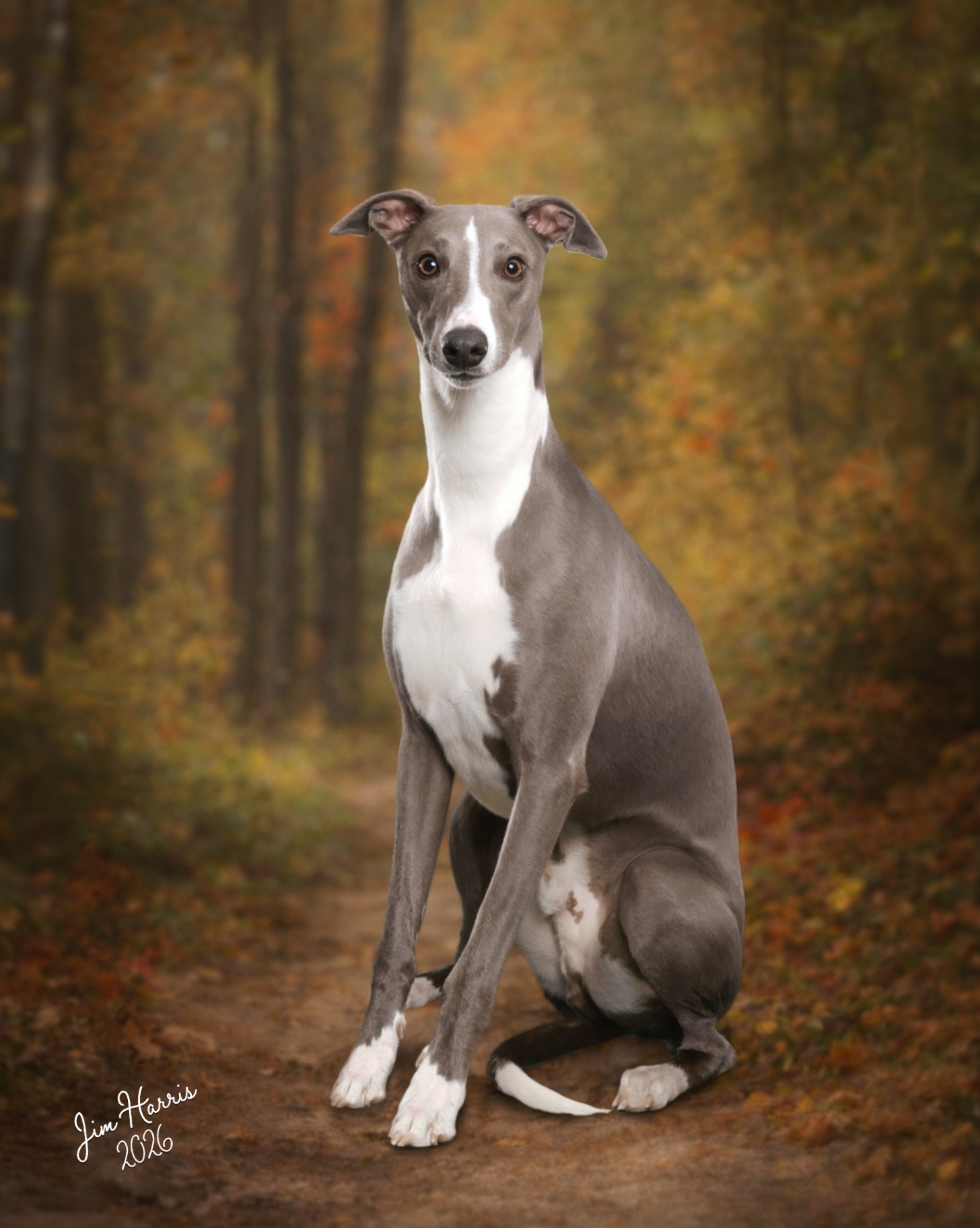 Blue Italian Greyhound seated on a forest path with autumn foliage