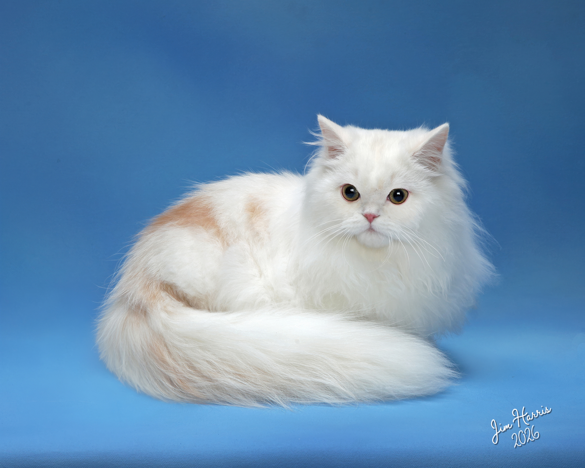 Fluffy white Persian cat with cream markings curled up on a blue backdrop