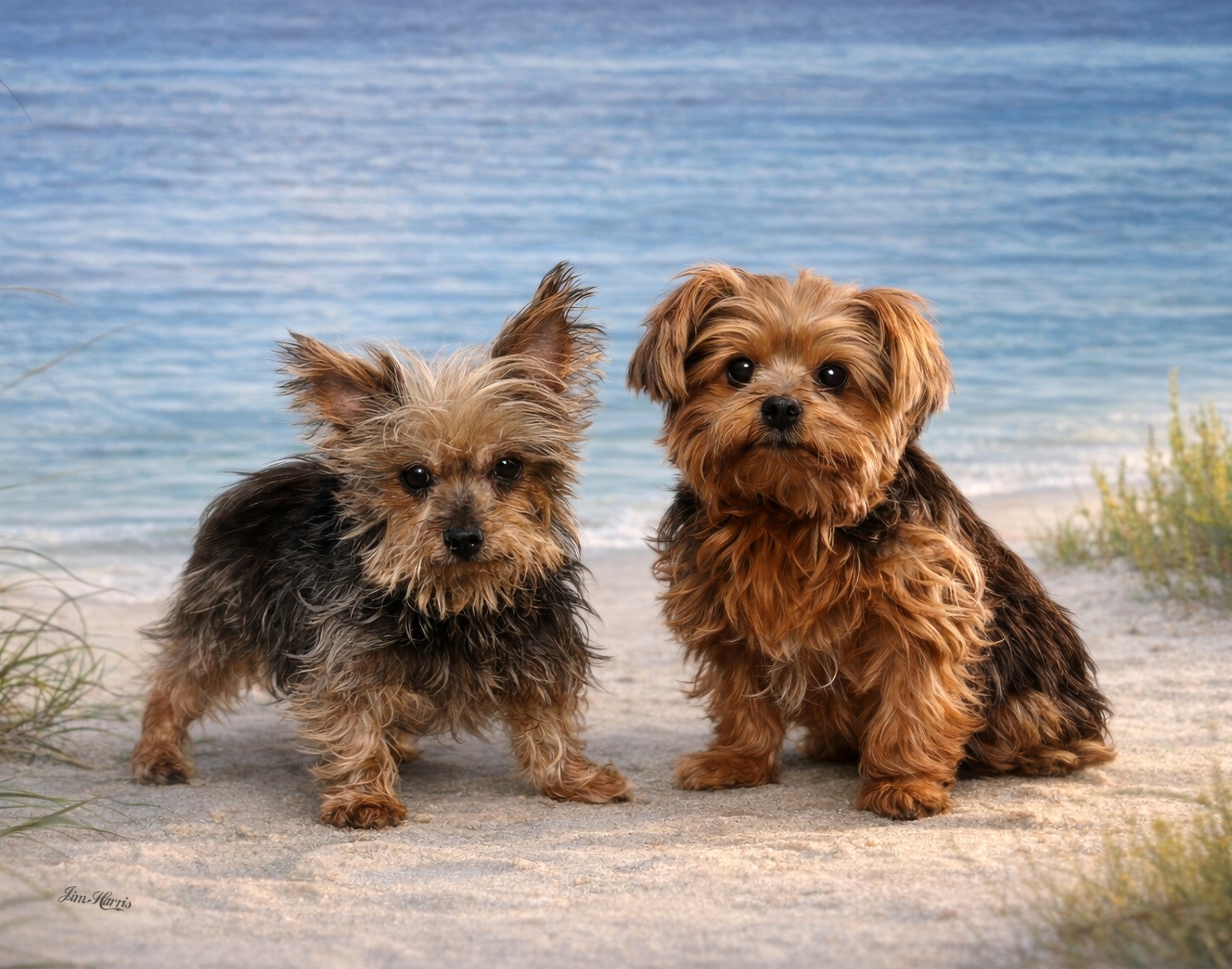 Two Yorkshire Terriers posing together on a sandy beach